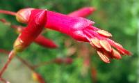 Fouquieria macdougalii image