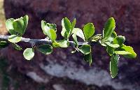 Fouquieria macdougalii image