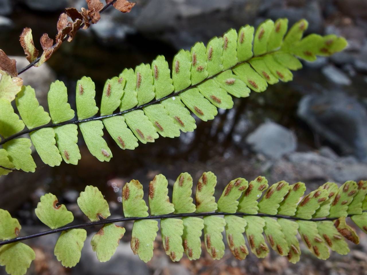 Asplenium gentryi image