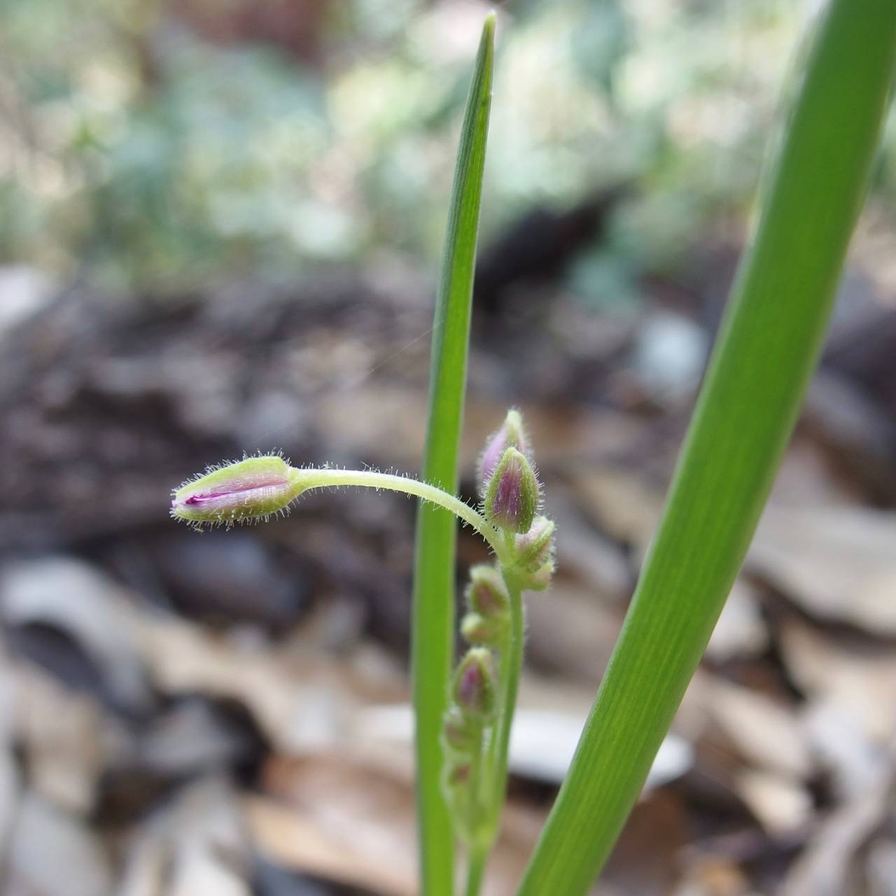 Gibasis linearis subsp. rhodantha image