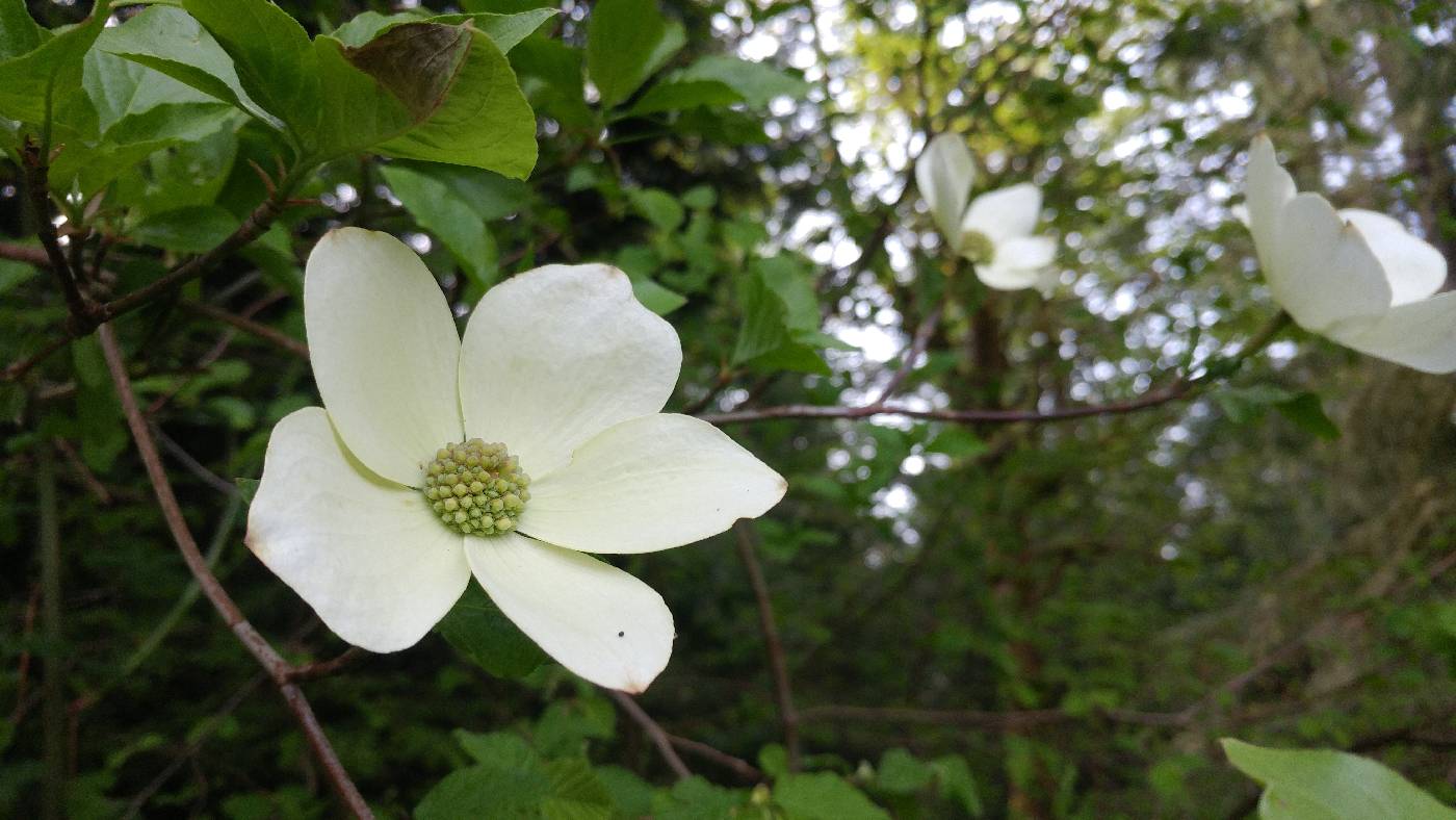 Cornus nuttallii image