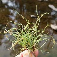 Cyperus subsquarrosus image