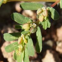 Image of Chamaesyce serpyllifolia