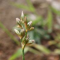 Juncus interior image