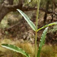 Penstemon barbatus image