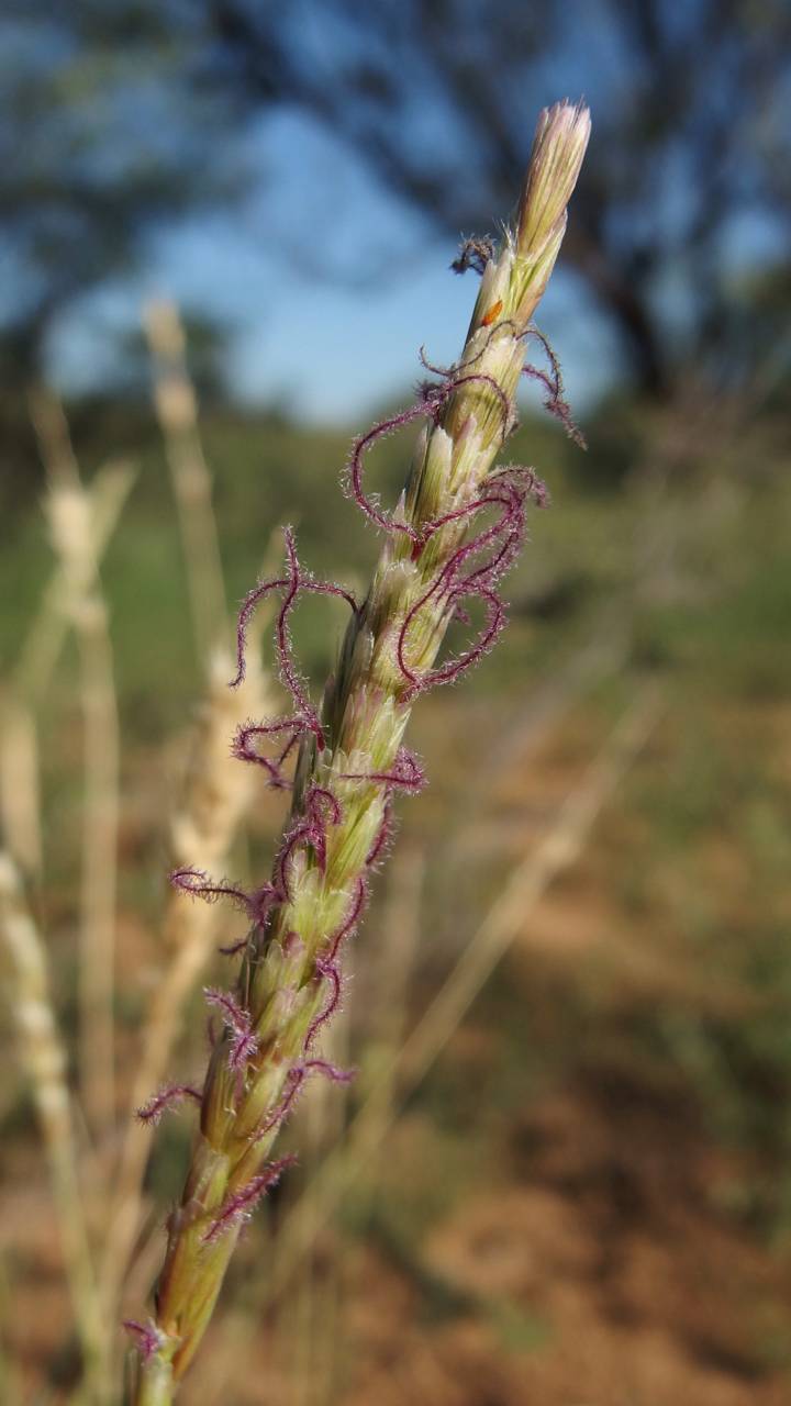 Hilaria mutica image