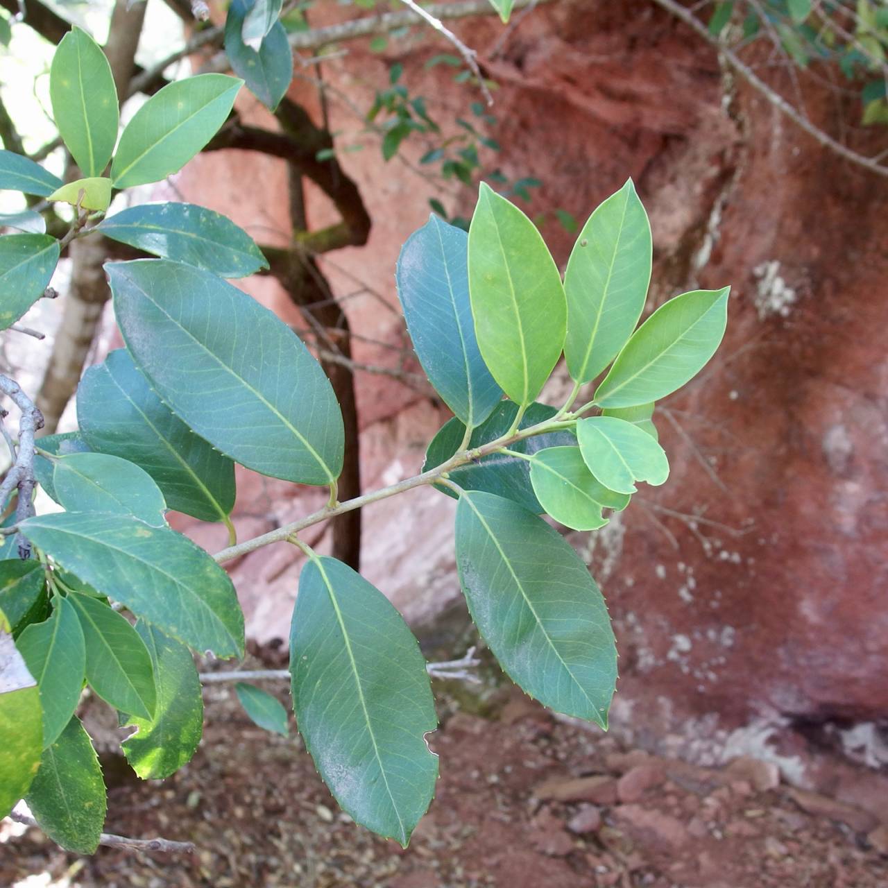 Ilex rubra image