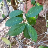 Ilex rubra image