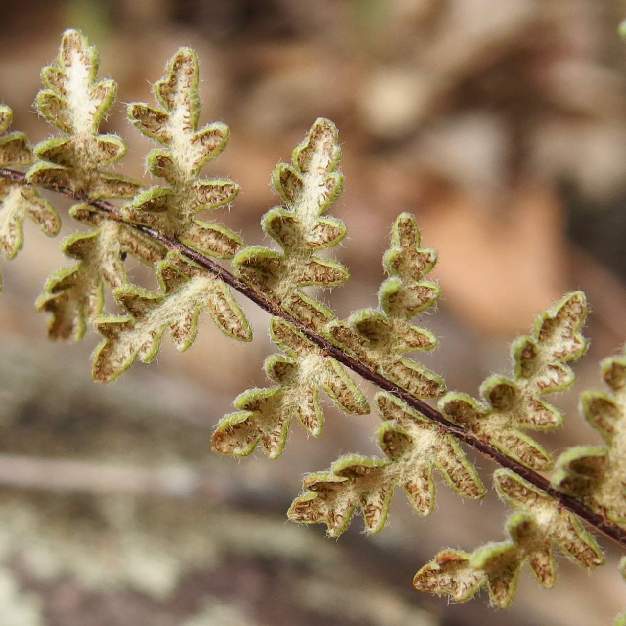 Myriopteris aurea image