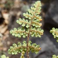 Image of Myriopteris lendigera