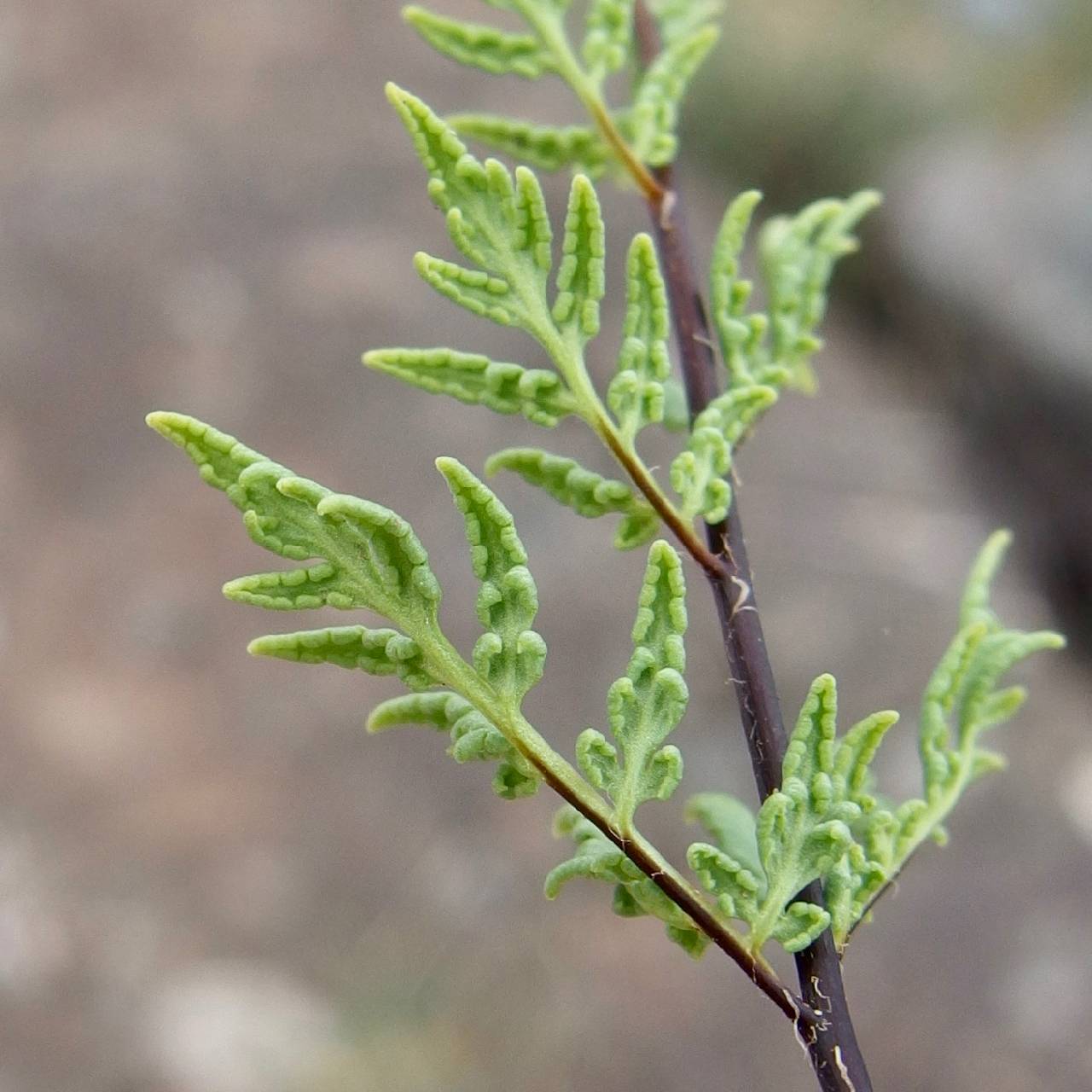 Myriopteris wrightii image