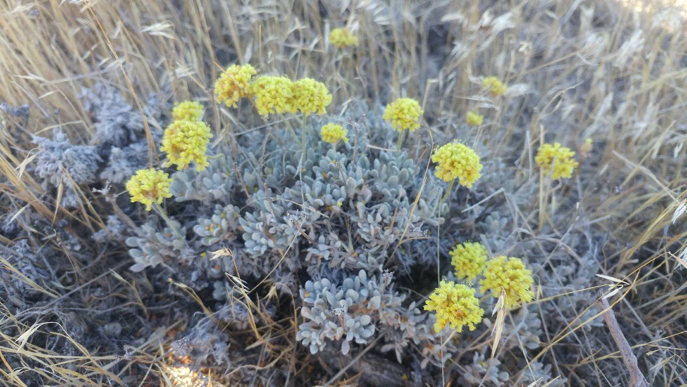 Polygonaceae image