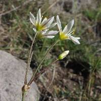 Nothoscordum bivalve image