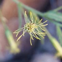 Brickellia amplexicaulis image