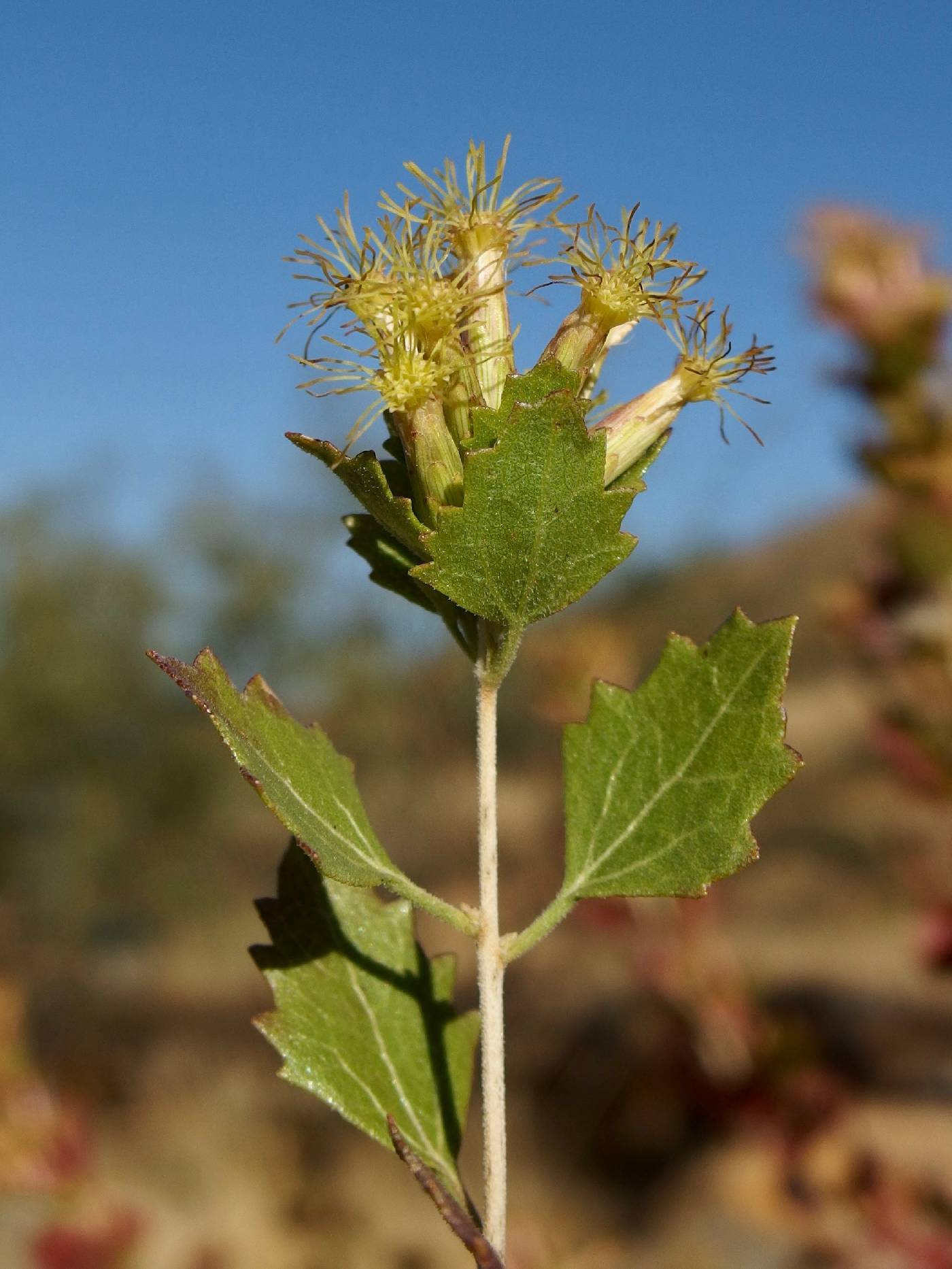 Brickellia baccharidea image