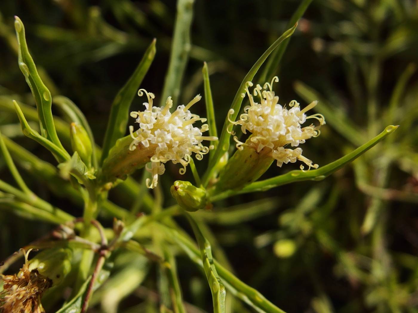 Porophyllum pausodynum image