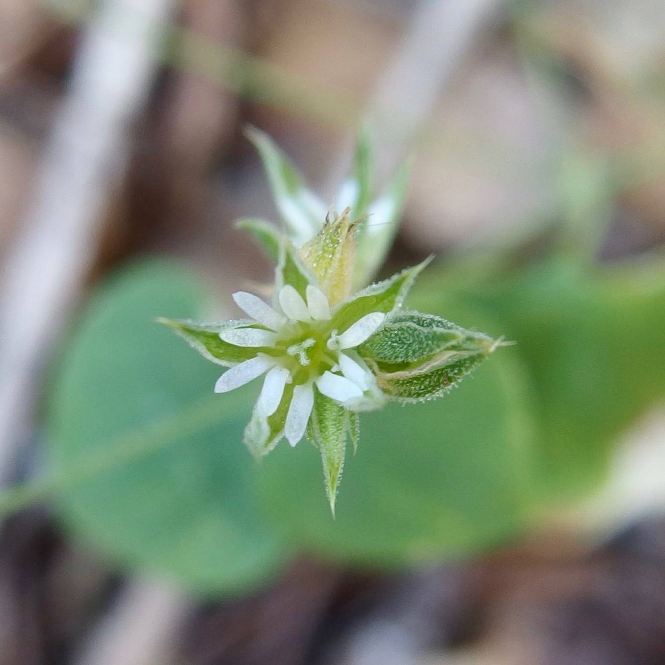 Drymaria glandulosa image