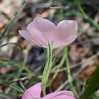 Phlox nana image