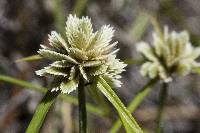 Cyperus seslerioides image