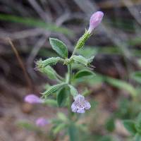 Hedeoma nana image