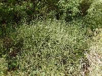 Salvia palmetorum image