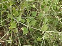 Salvia palmetorum image