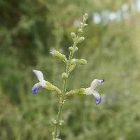 Salvia palmetorum image