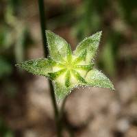 Anoda crenatiflora image