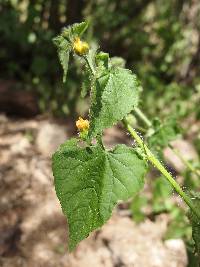 Pseudabutilon thurberi image