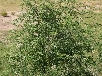 Moringa oleifera image