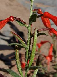 Epilobium canum image