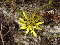 Tragopogon dubius image