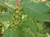 Phytolacca americana image