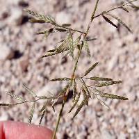 Eragrostis barrelieri image