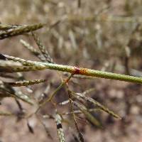 Eragrostis barrelieri image