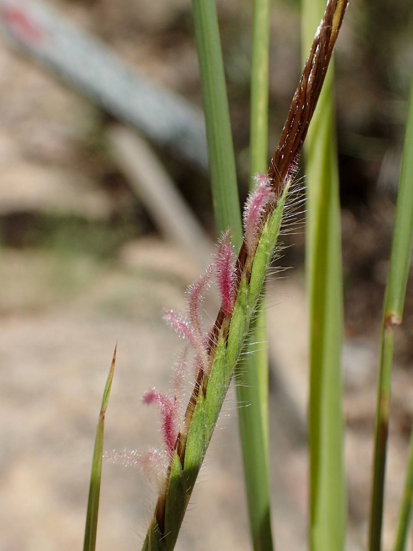 Heteropogon contortus image