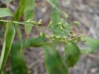 Lasiacis ruscifolia image