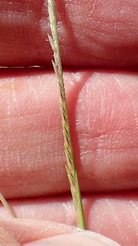 Microchloa kunthii image