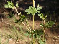 Kallstroemia californica image