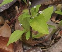 Stevia micrantha image