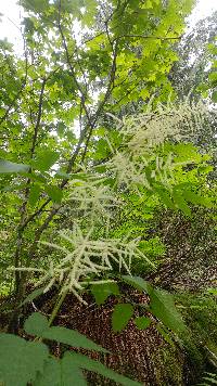 Aruncus dioicus image