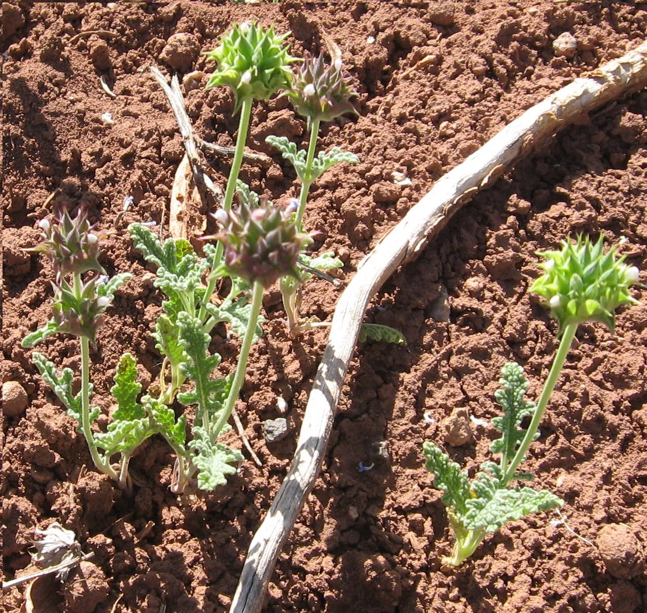 Salvia columbariae var. argillacea image