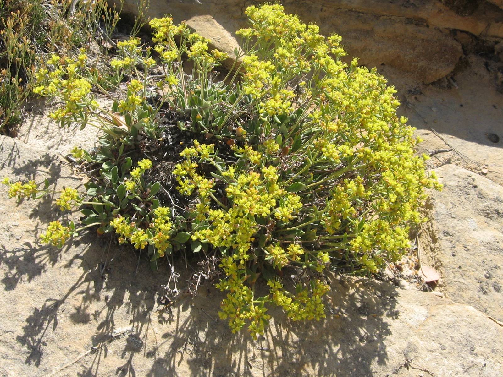 Eriogonum arcuatum var. rupicola image