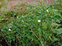 Datura quercifolia image