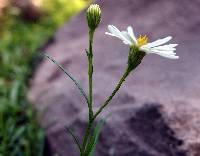 Symphyotrichum potosinum image