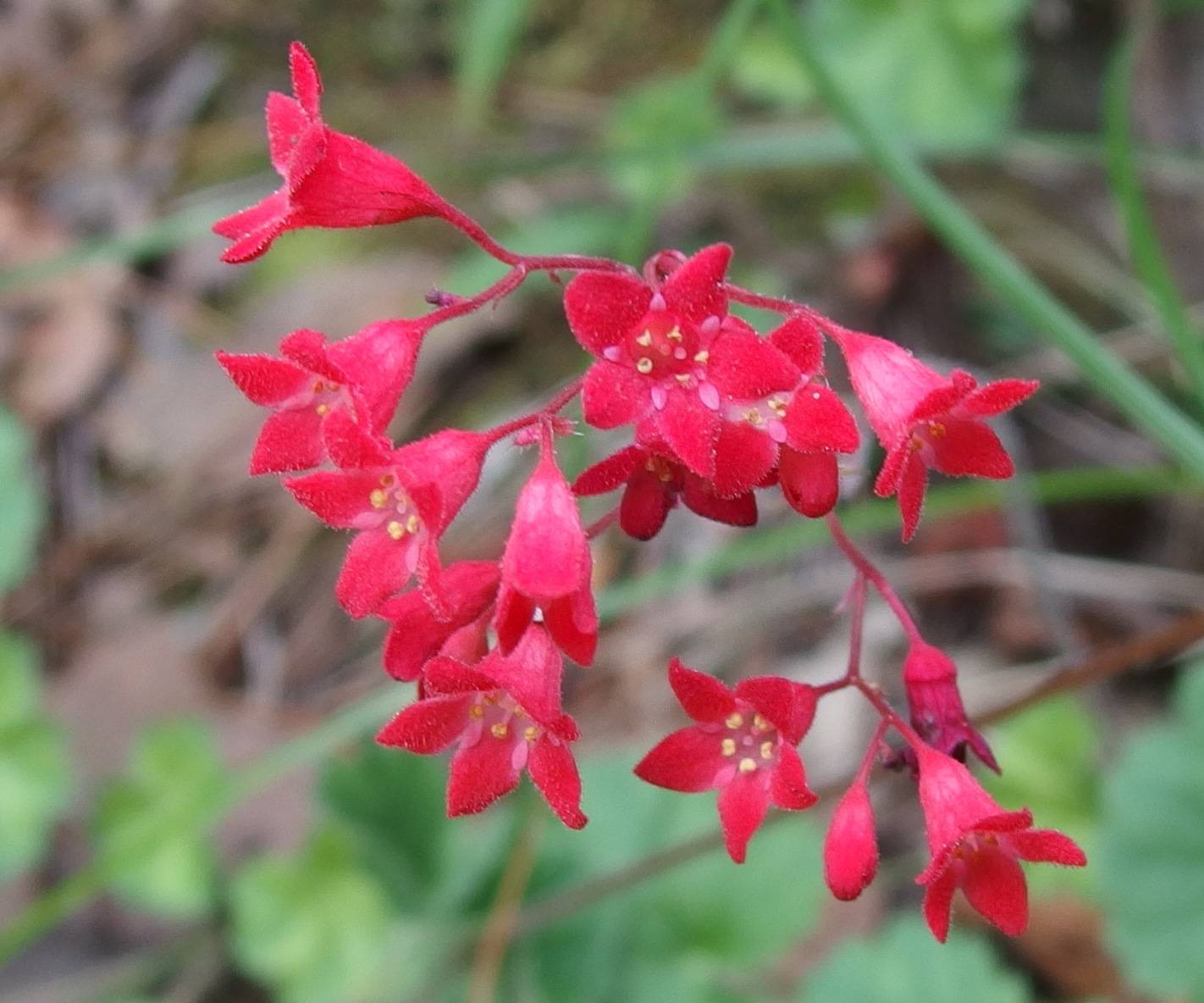 Heuchera sanguinea image