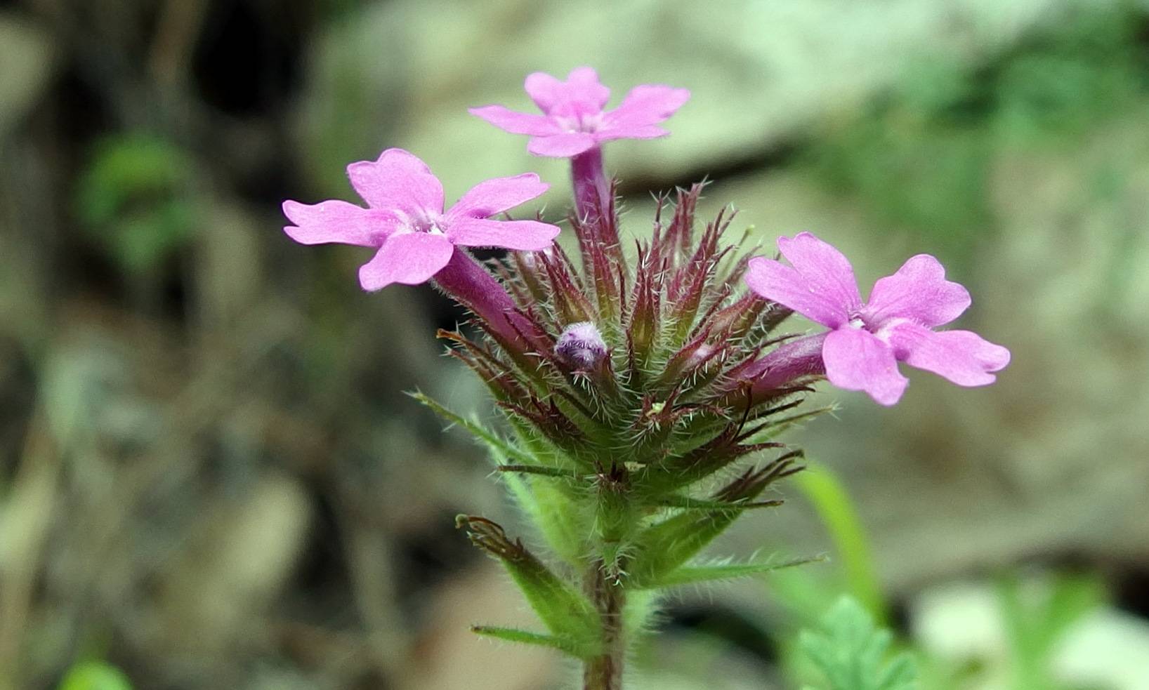 Glandularia chiricahensis image