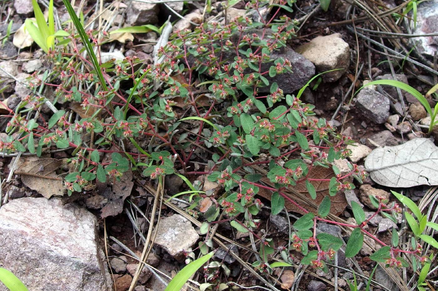 Euphorbia anychioides image