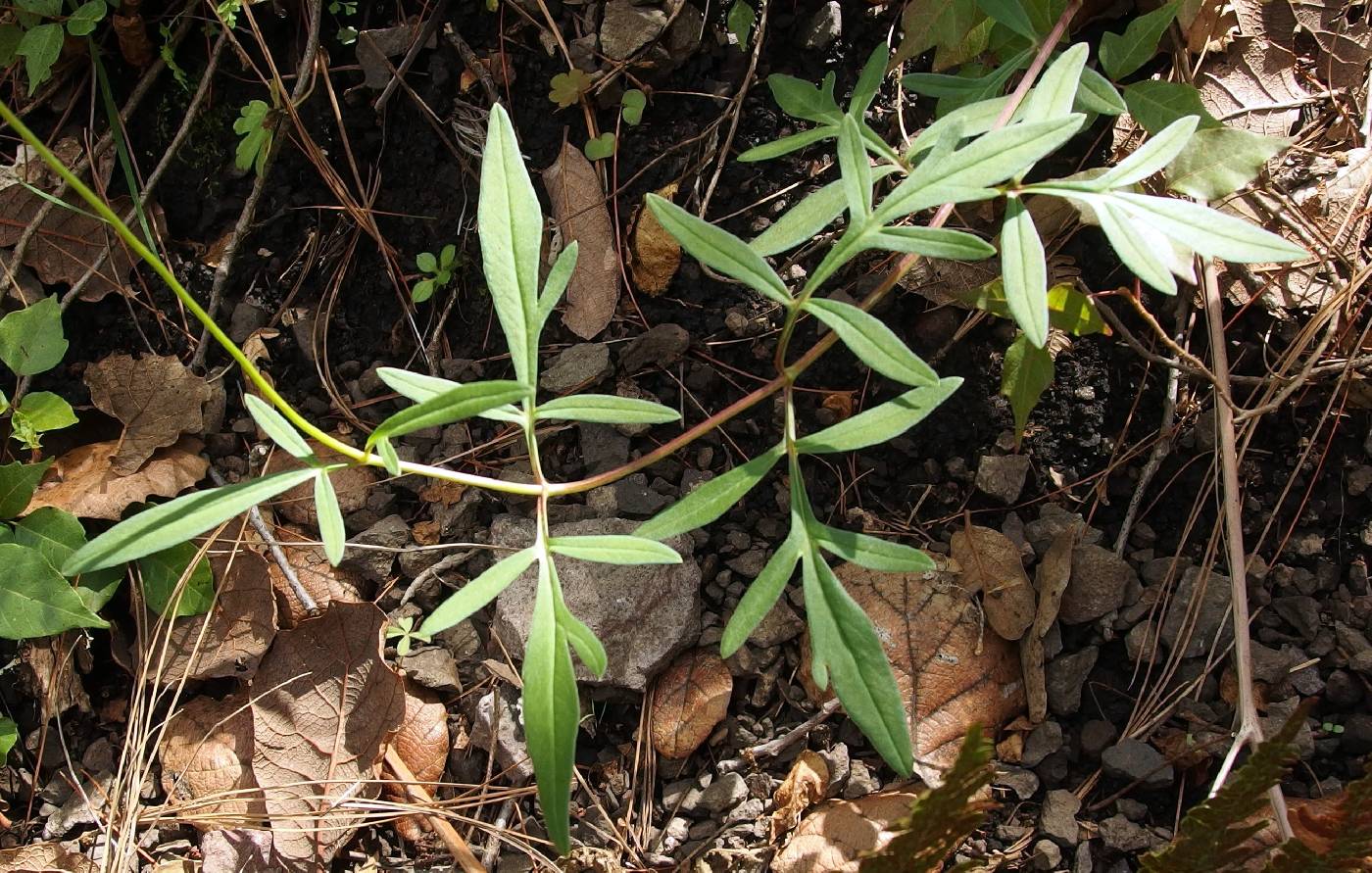 Cosmos pringlei image