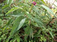 Salvia townsendii image